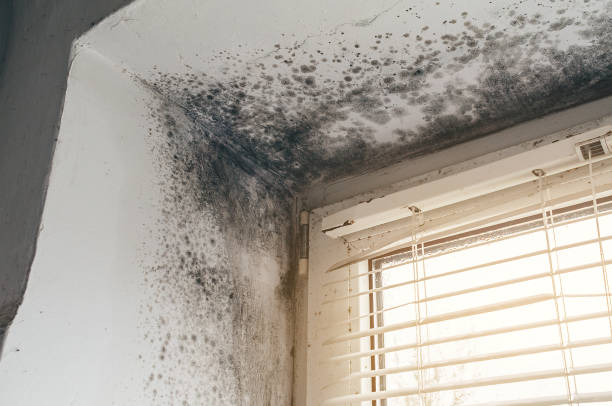Mold Removal service in Huntington